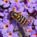 Syrphus torvus, female, hoverfly, Shetland, Alan Prowse